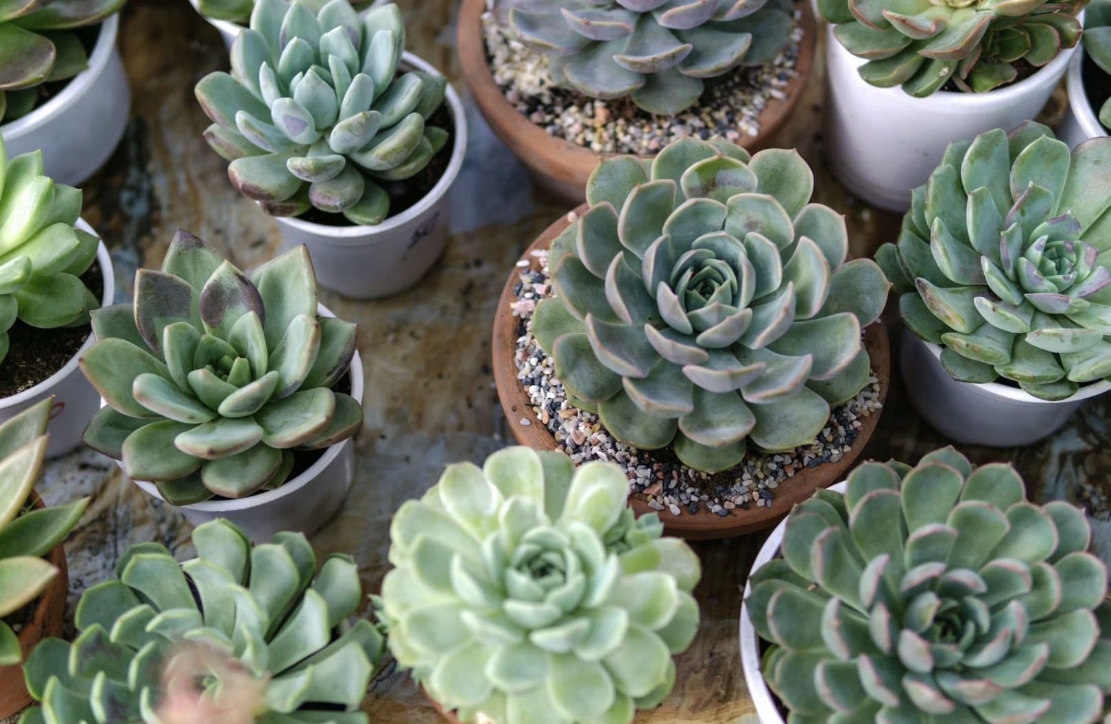 succulents