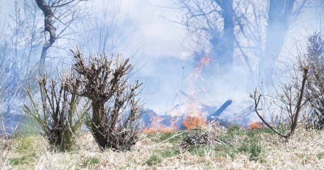 wild fire