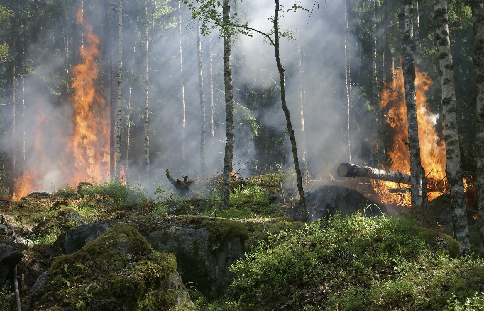 wildfire