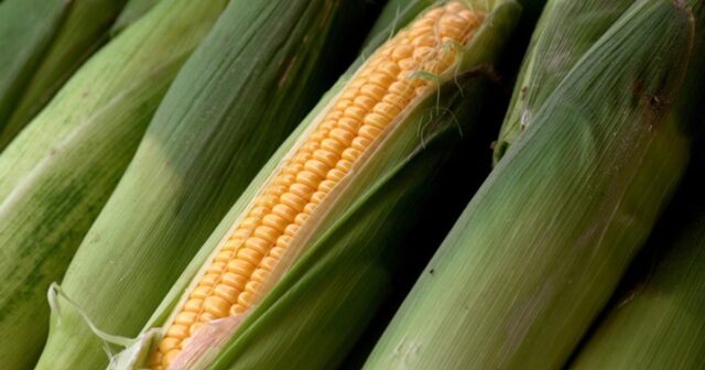 corn husk