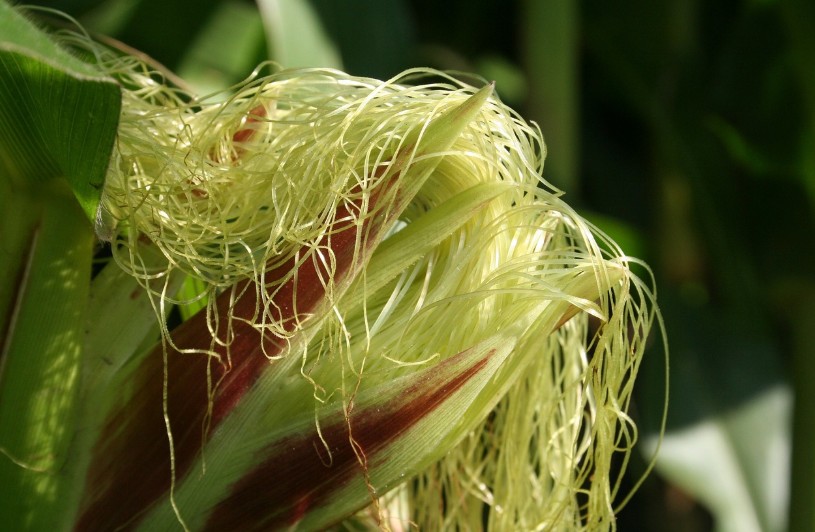 corn husk