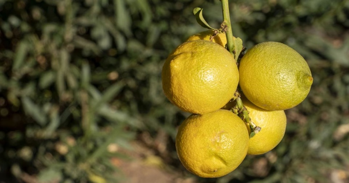What Are These Rough Marks on Lemons?