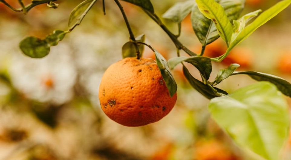 orange hanging