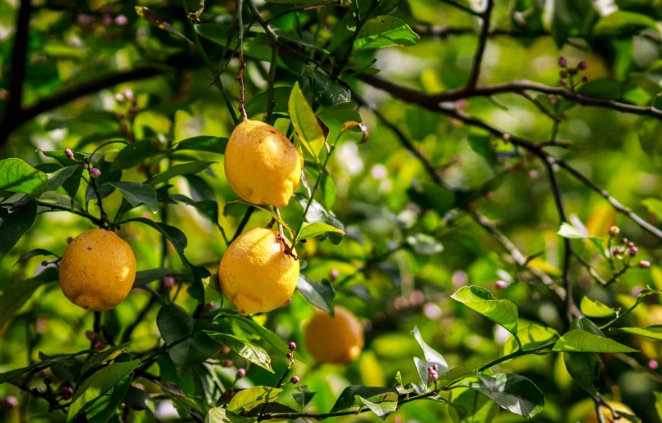 ripe lemons
