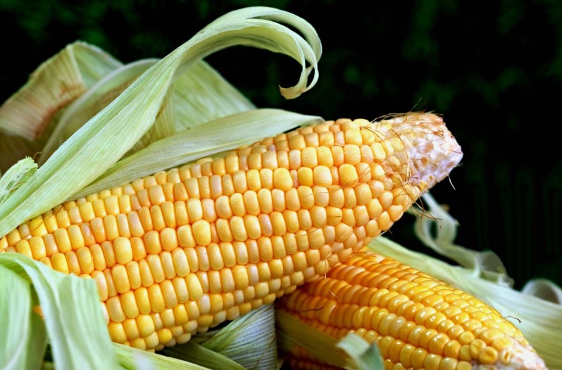 corn on the cob
