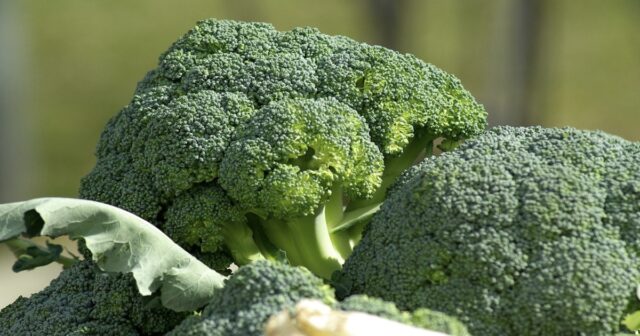 vegetable broccoli