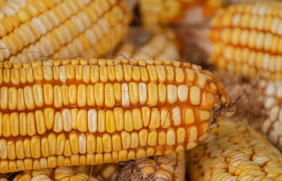 corn kernels