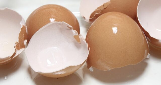 egg shells