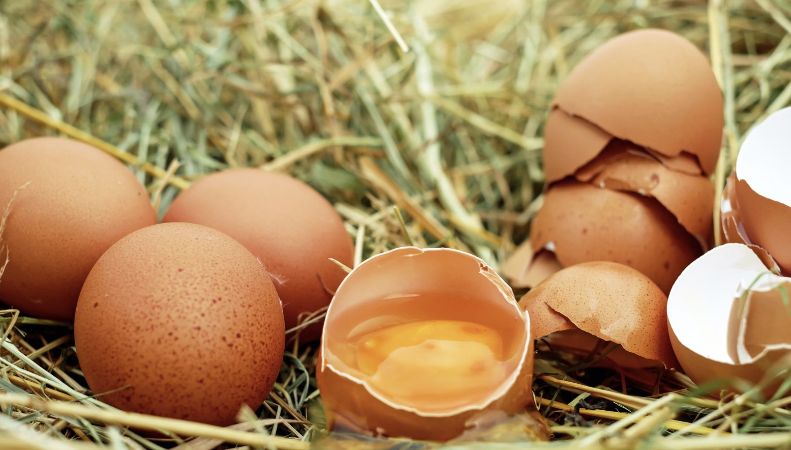 Close-up of fresh brown eggs in a nest with straw, featuring cracked shells.