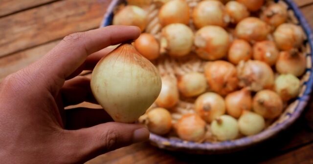 holding an onion