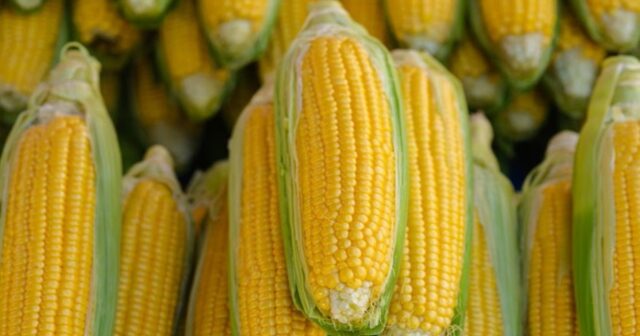 sweet corn