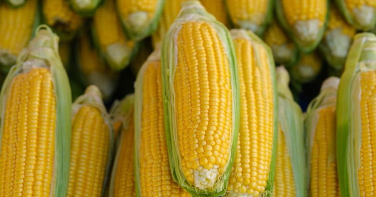 Why Does Corn on the Cob Almost Always Have an Even Number of Rows?
