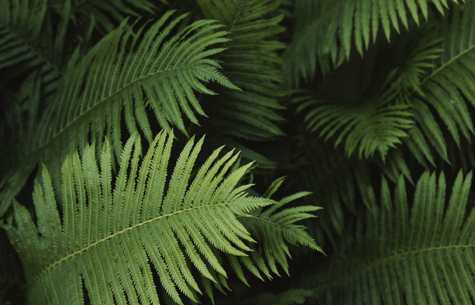 fern plant