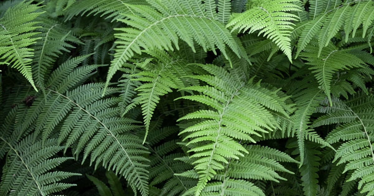 Should You Water Indoor Ferns With Club Soda?
