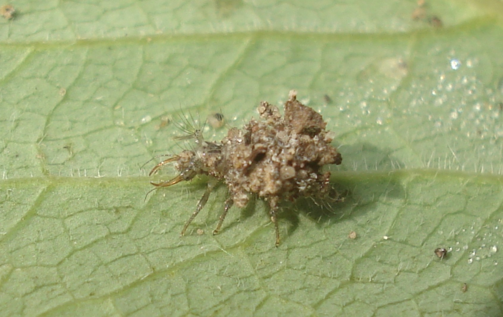 lacewings