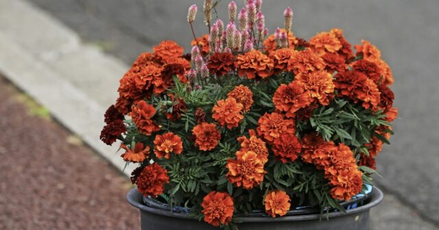 marigolds in a pot