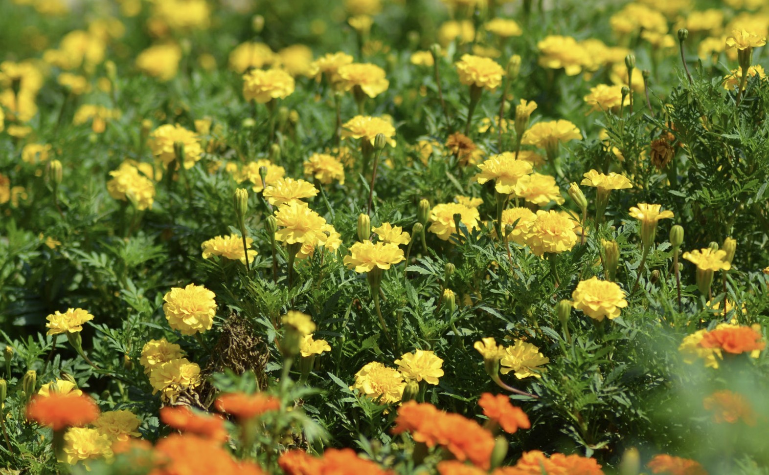 marigolds