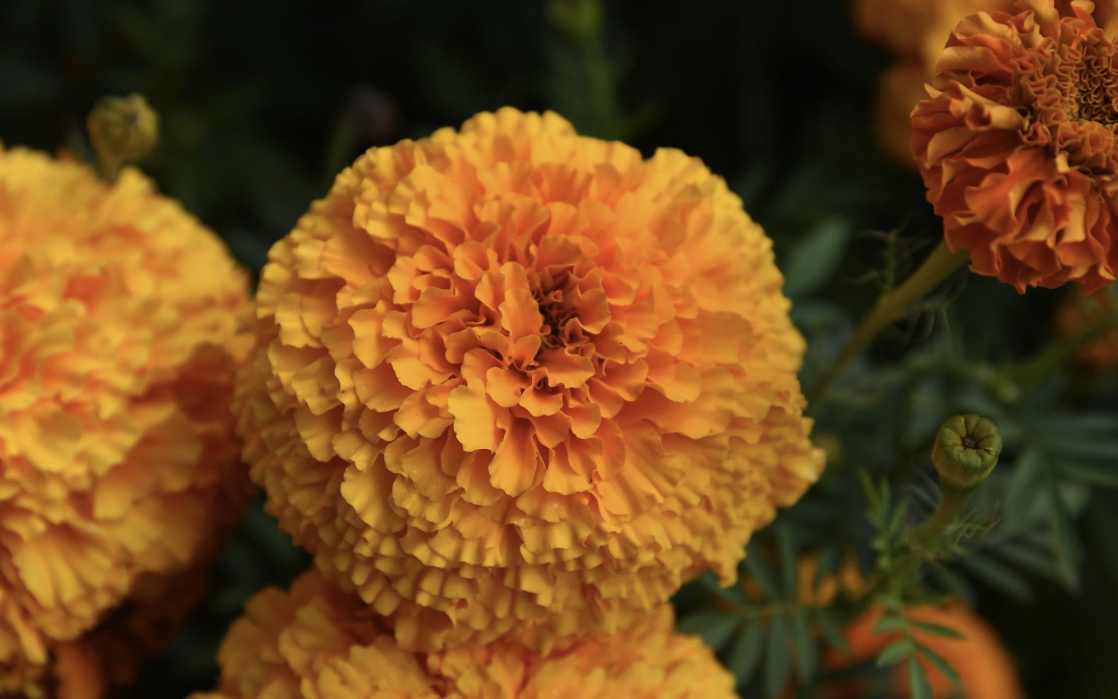 orange marigolds