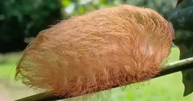 puss caterpillar