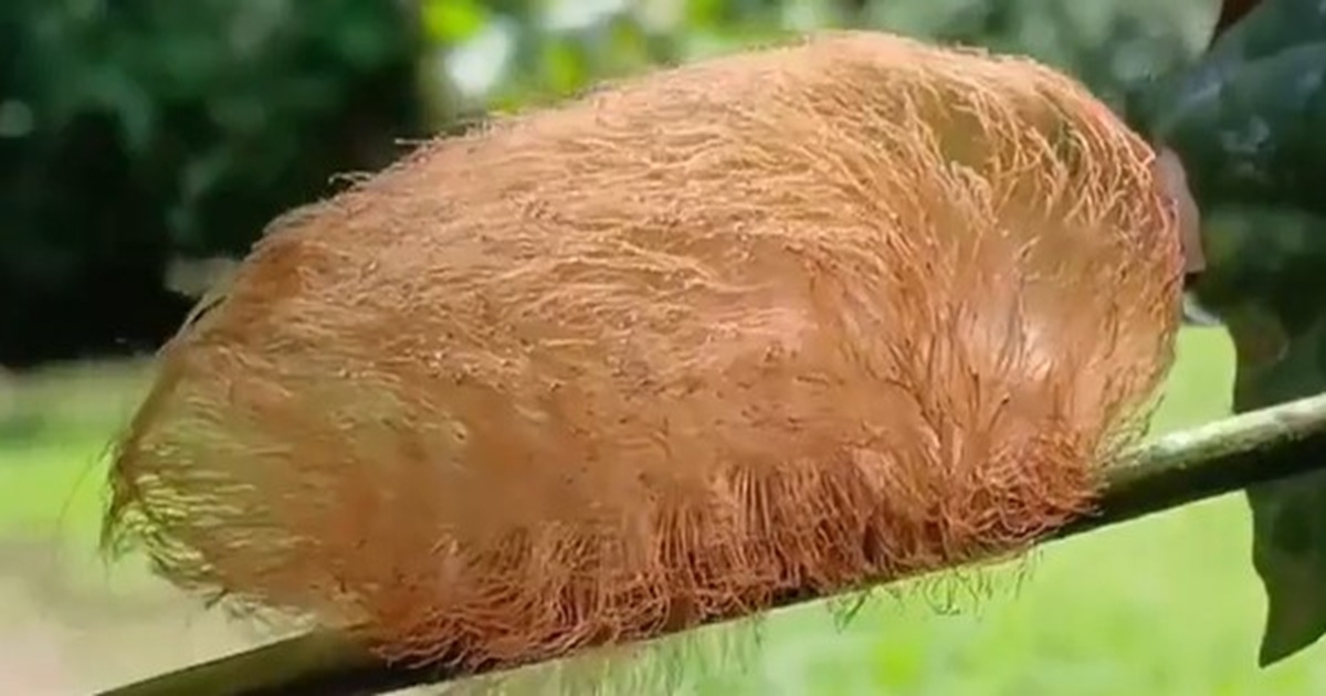 Is This Fuzzy Caterpillar Harmless, or Is It Dangerous?