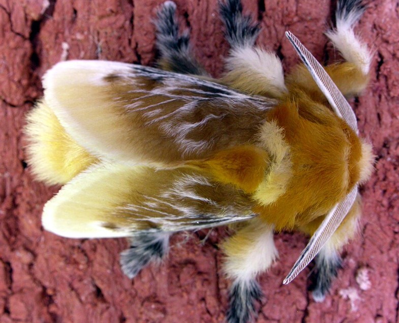 moth