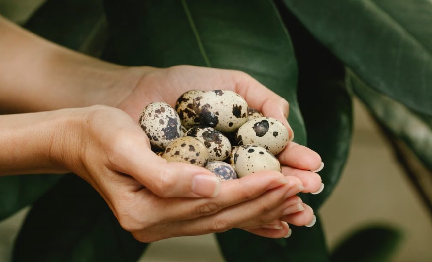 quail eggs