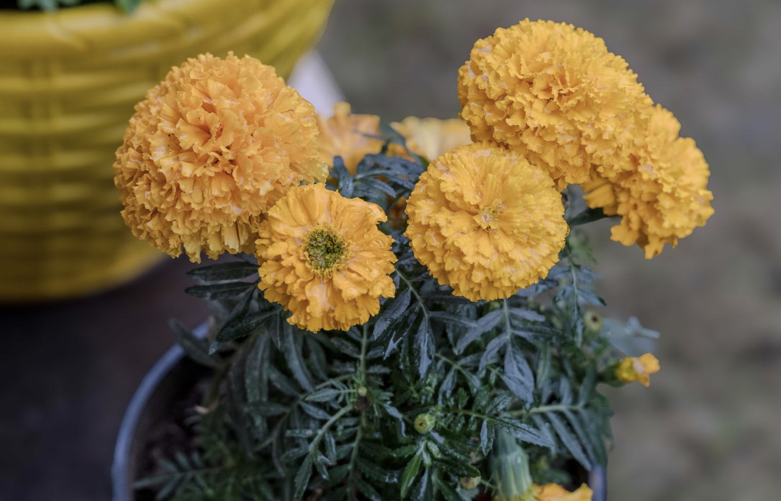 yellow marigolds
