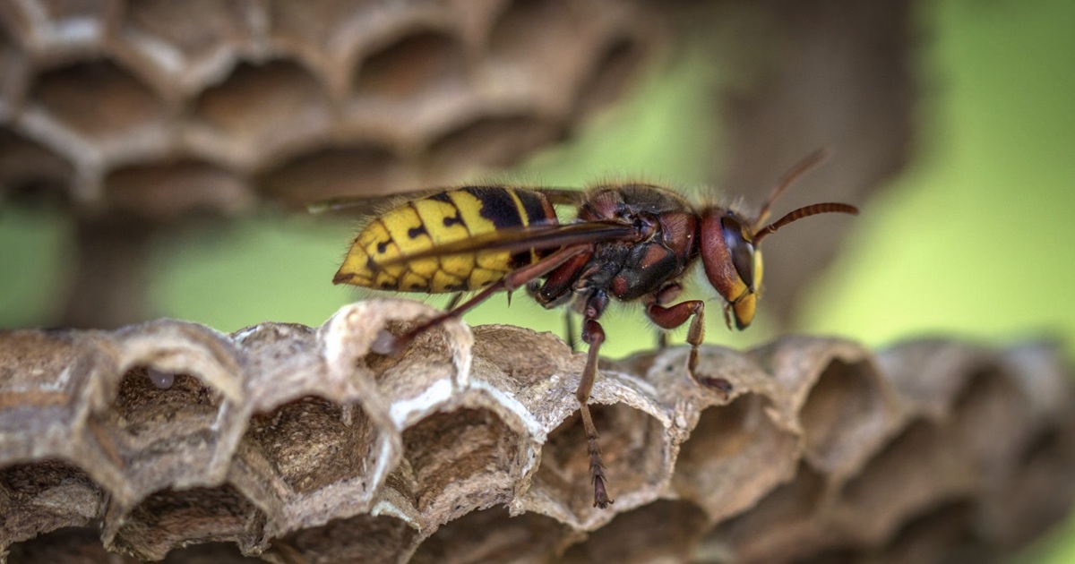 a wasp