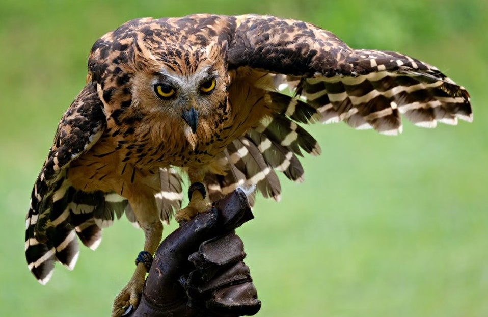 How to Attract Owls to Your Yard for Pest Control