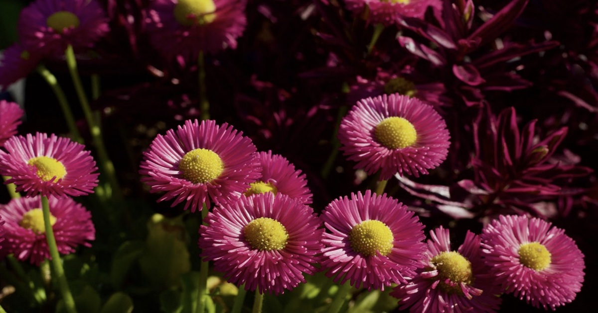 daisies