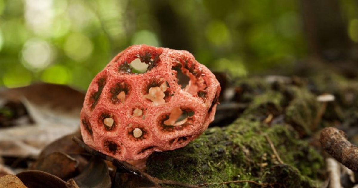 fungus