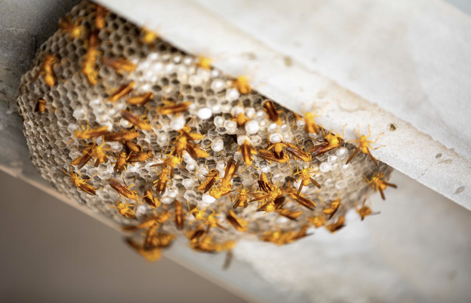 lots of wasps