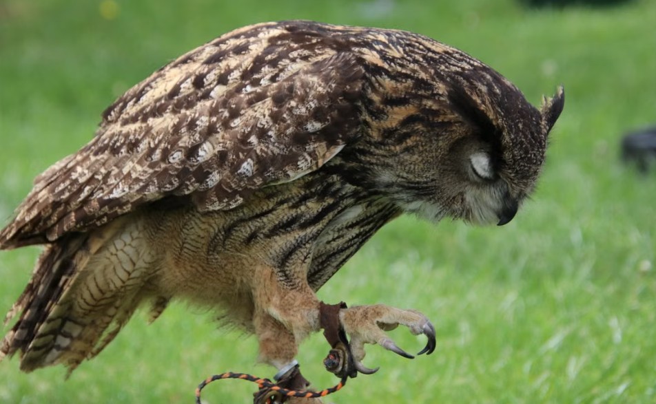 an owl