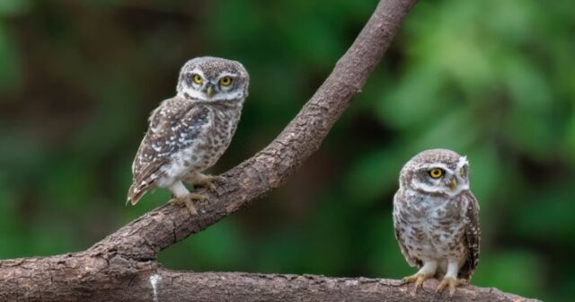 owls in the yard