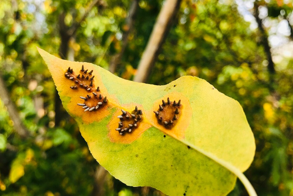 pear fungi