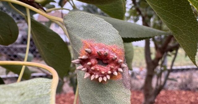 pear rust