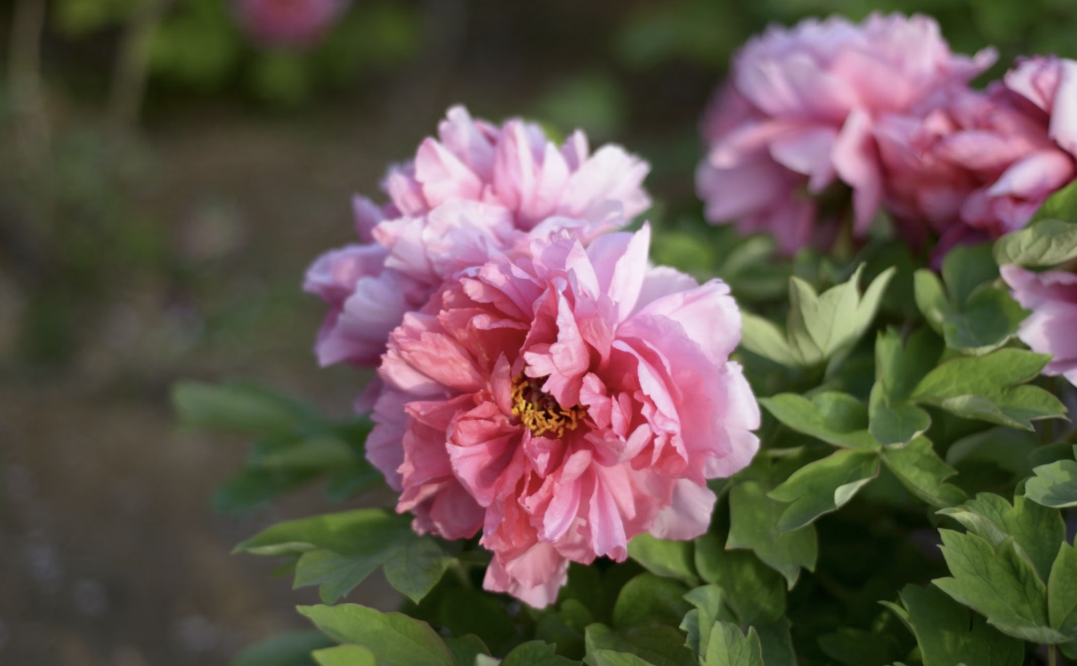 peonies