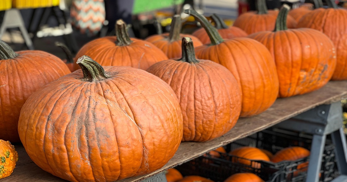 pumpkins