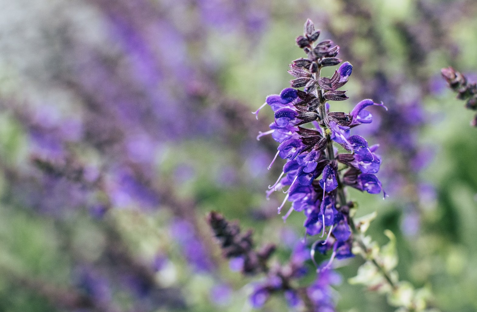 purple flowers