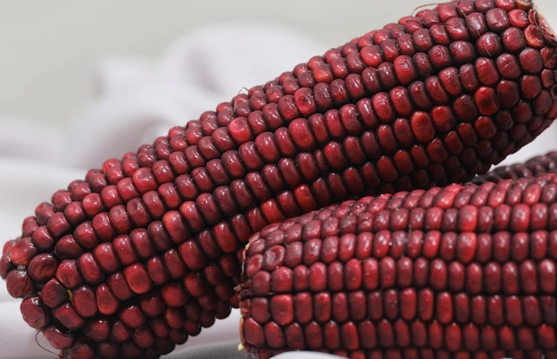 red corn