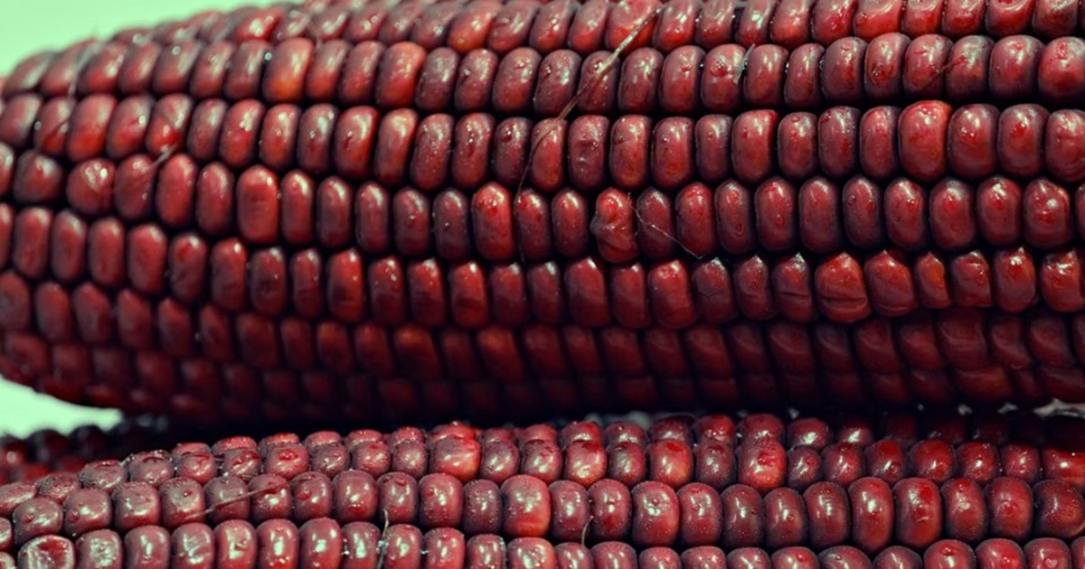 red corn