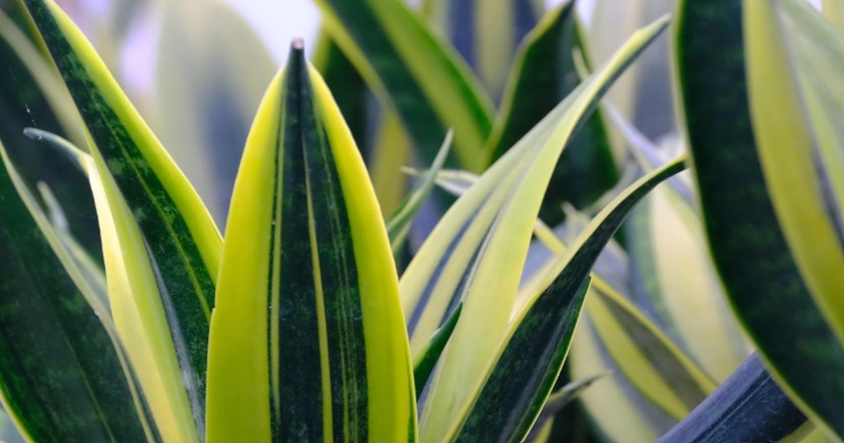 snake plant