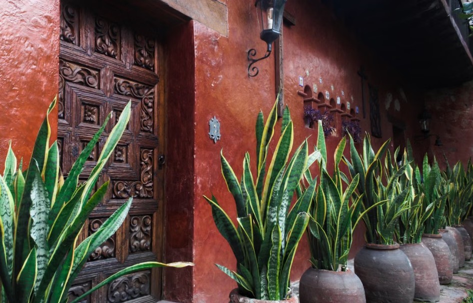 snake plants