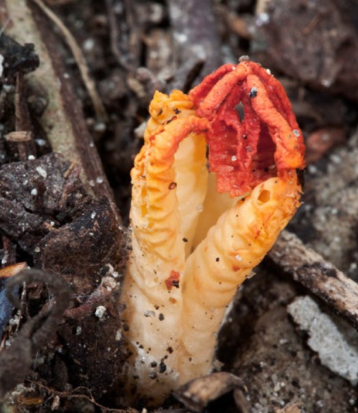 stinky mushroom