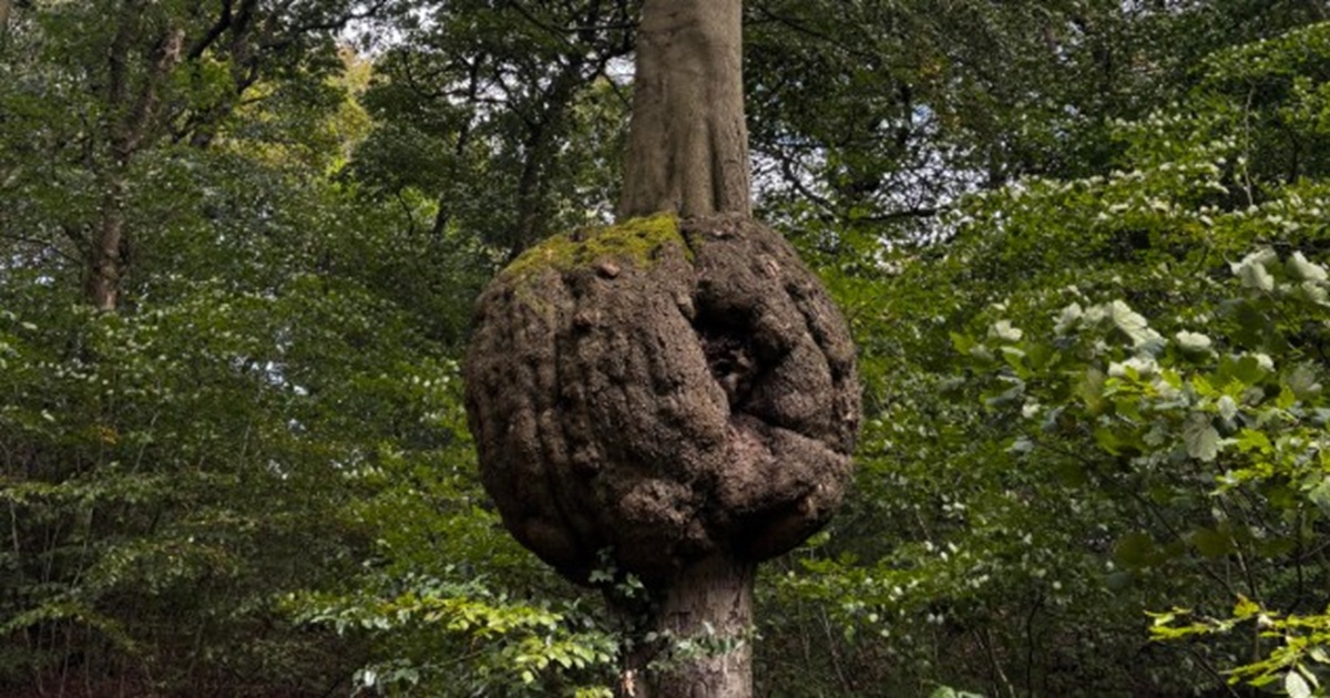 tree burl
