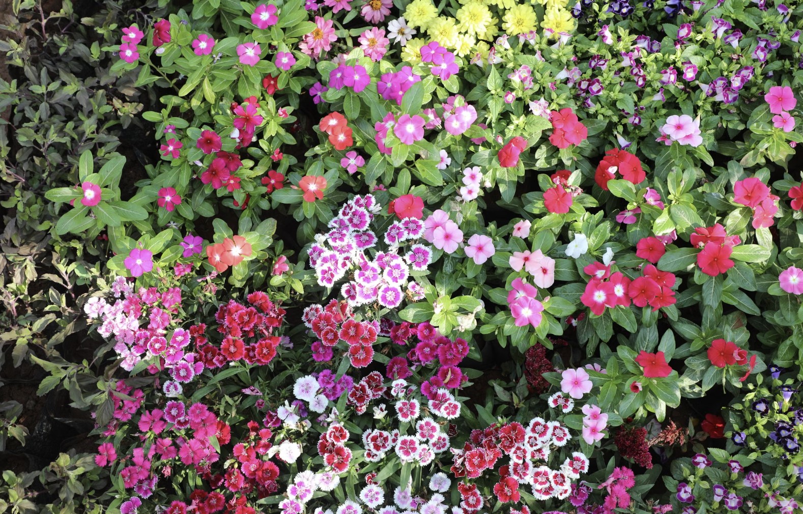 vibrant flowers