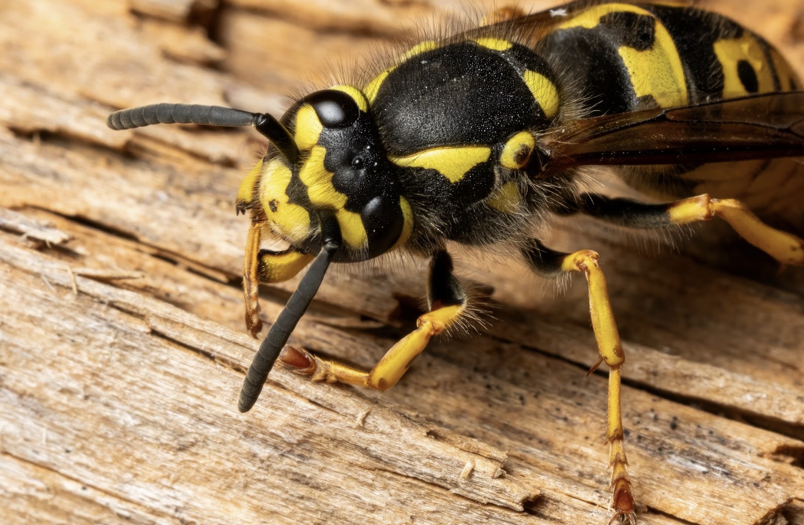 yellow wasp