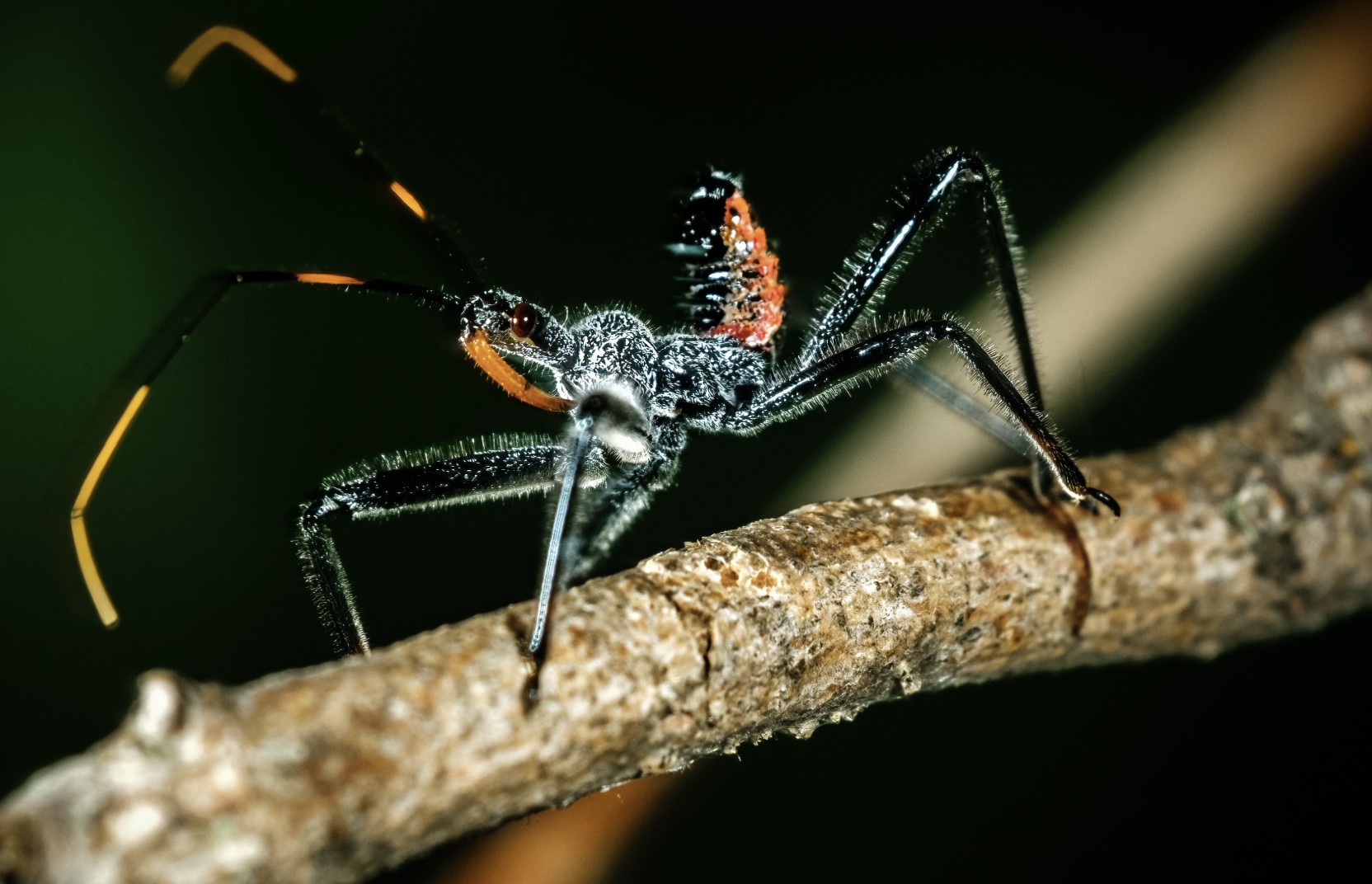 wheel bug