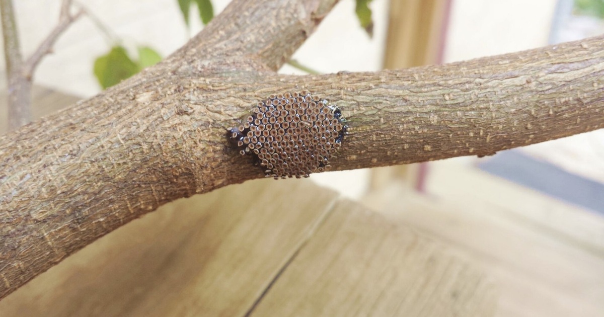 wheel bug eggs