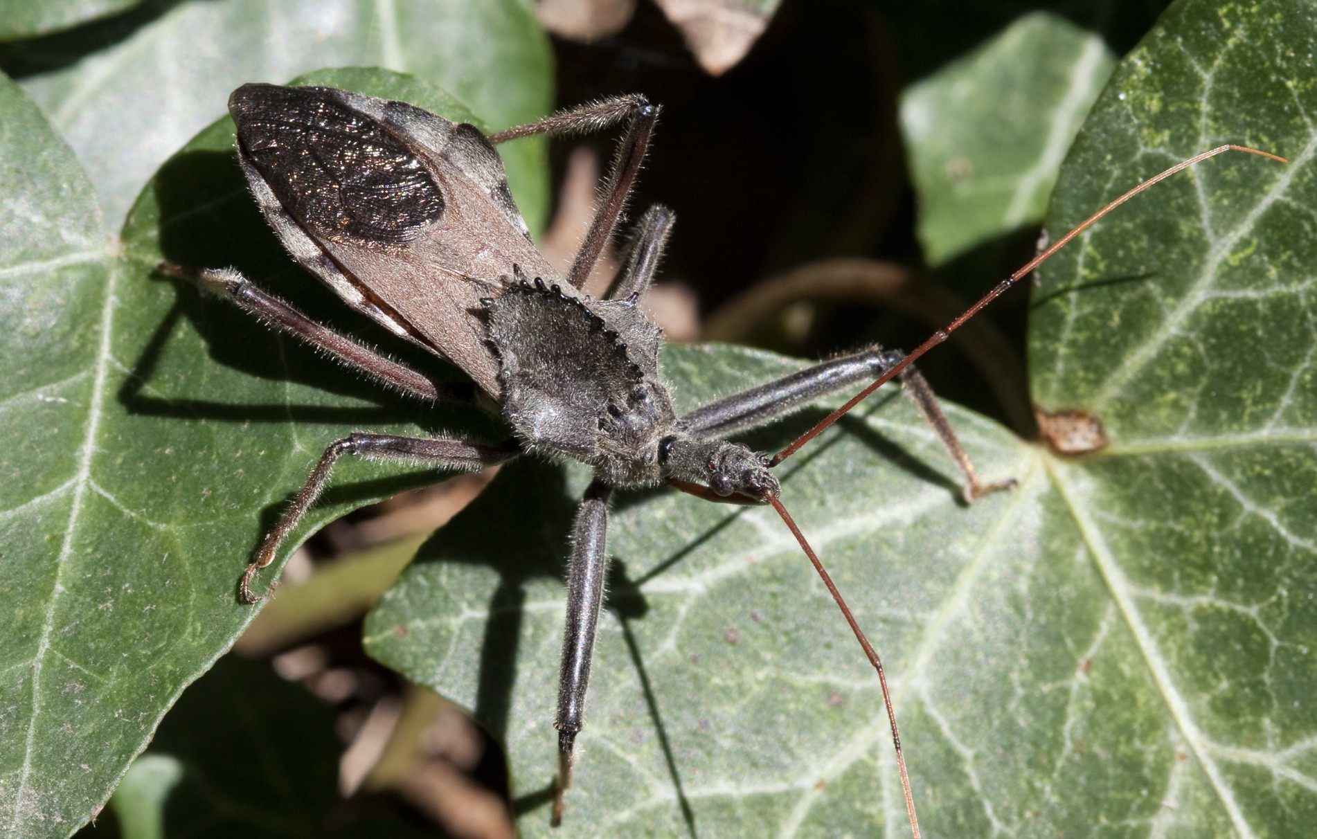 wheel bug